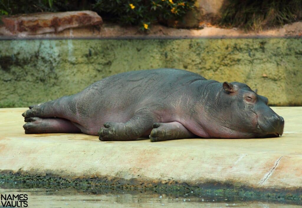 Hippo Sleeping