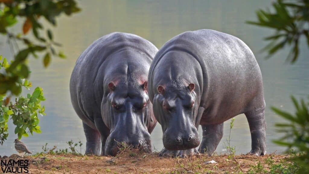 Hippo Twins