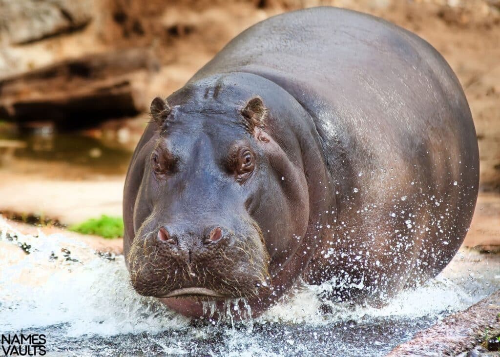 Hippo Water