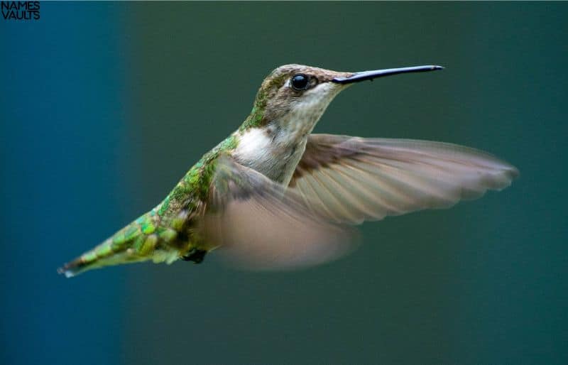 Hummingbird Alone