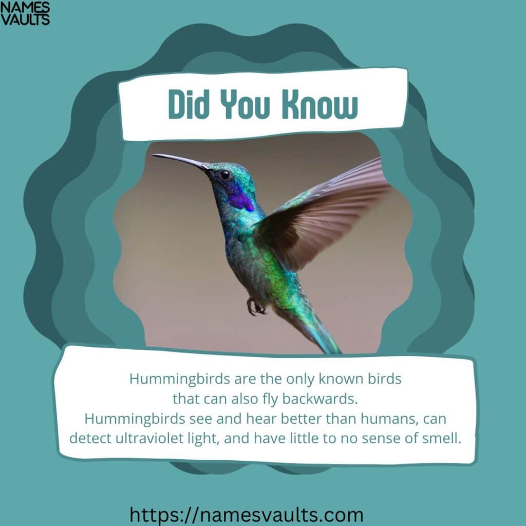 Hummingbird- Did You Know