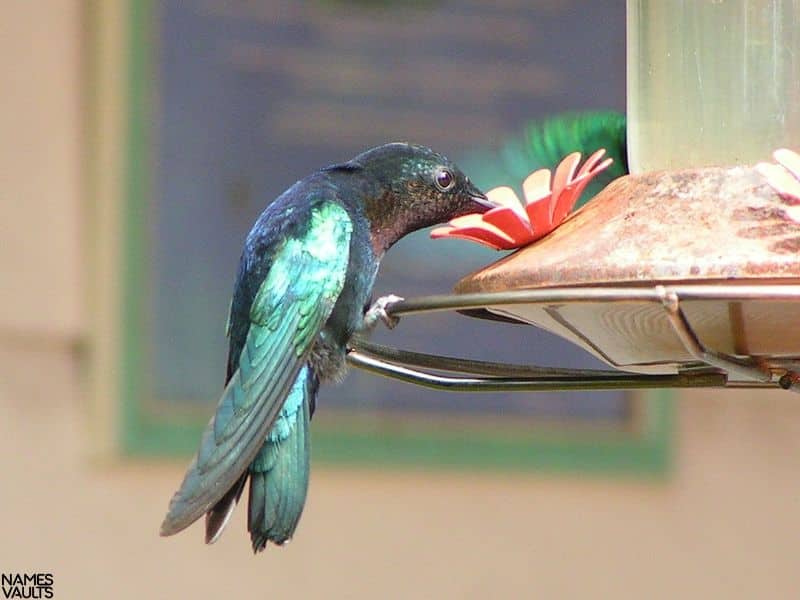 Hummingbird Eat