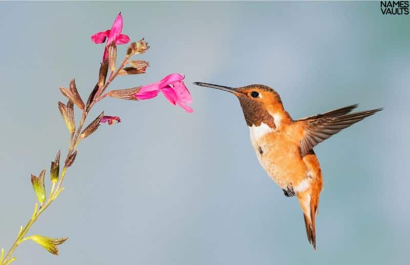 Hummingbird Flower