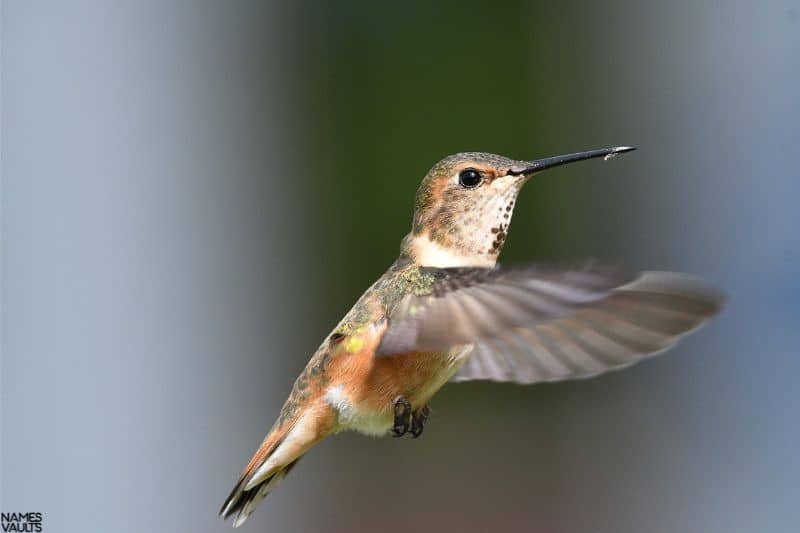 Hummingbird Fly