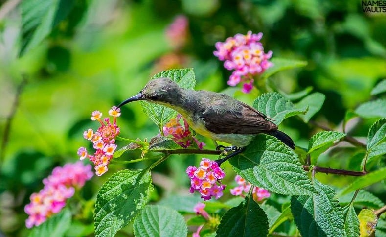 Hummingbird Plant