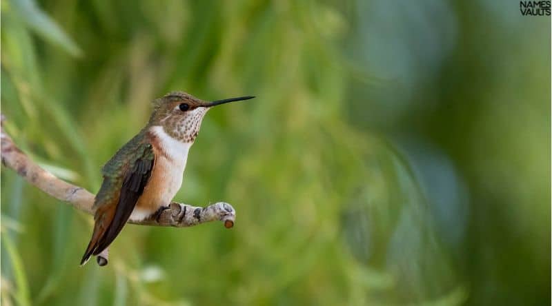 Hummingbird Sit