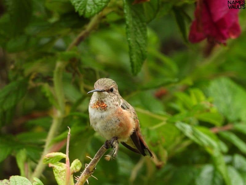 Hummingbird Tree