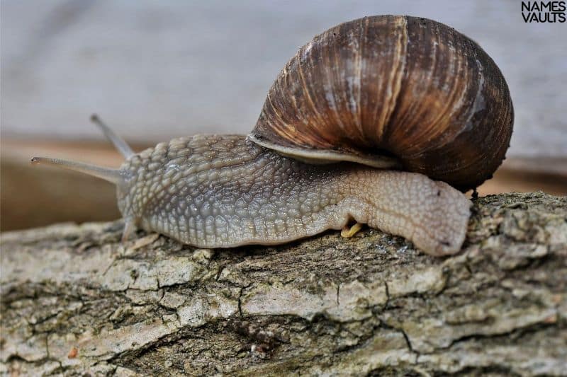 Iconic Snail Names