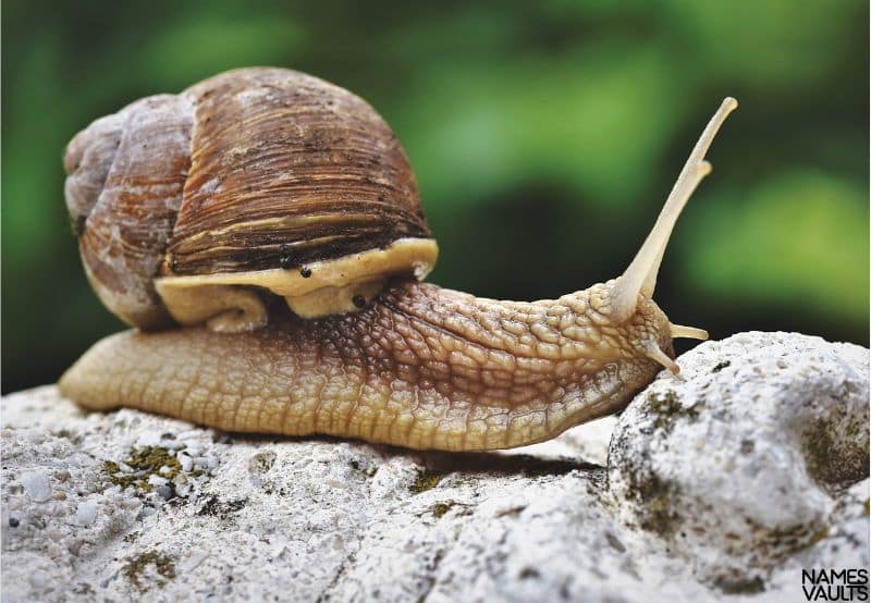 Male Snail Names