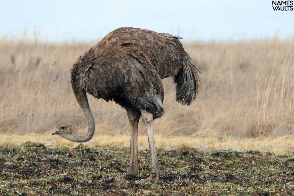 Ostrich Alone