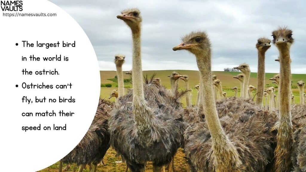 Ostrich- Did You Know