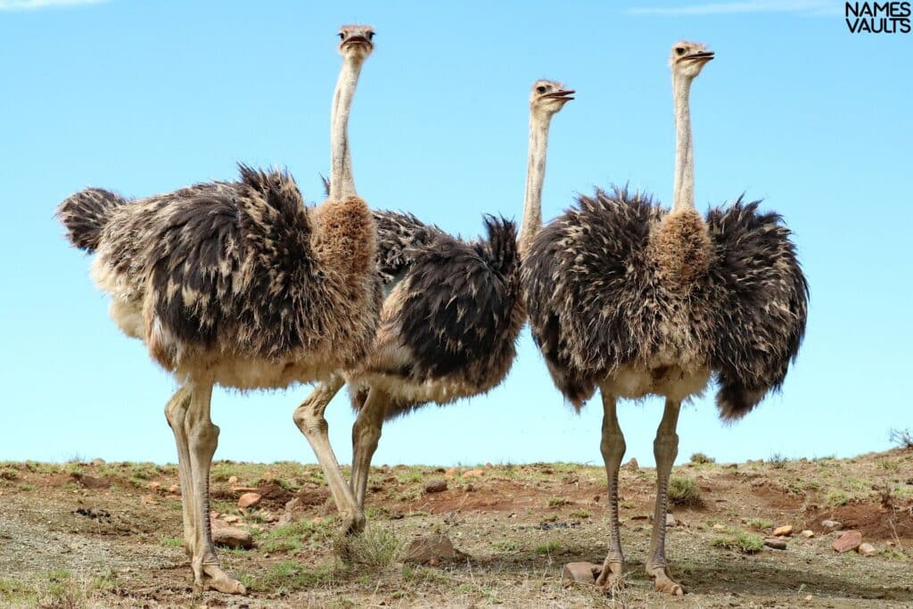 Ostrich Family