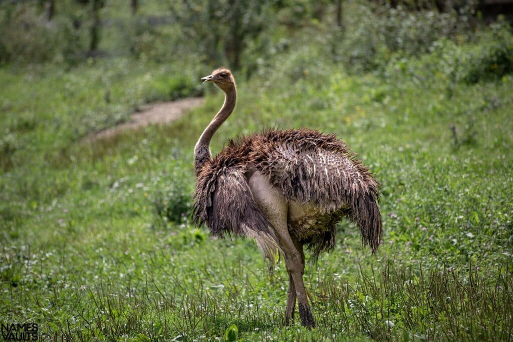 Ostrich Garden