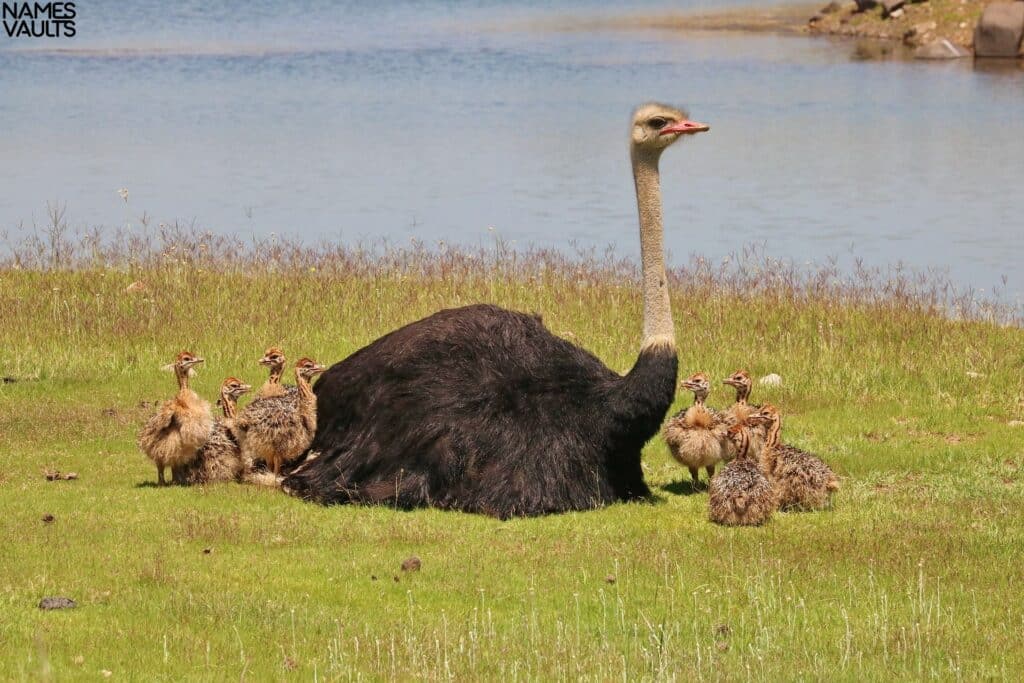 Ostrich Meetup