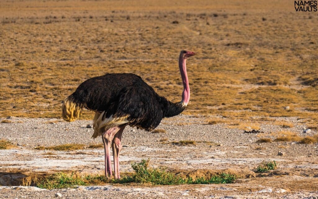 Ostrich See