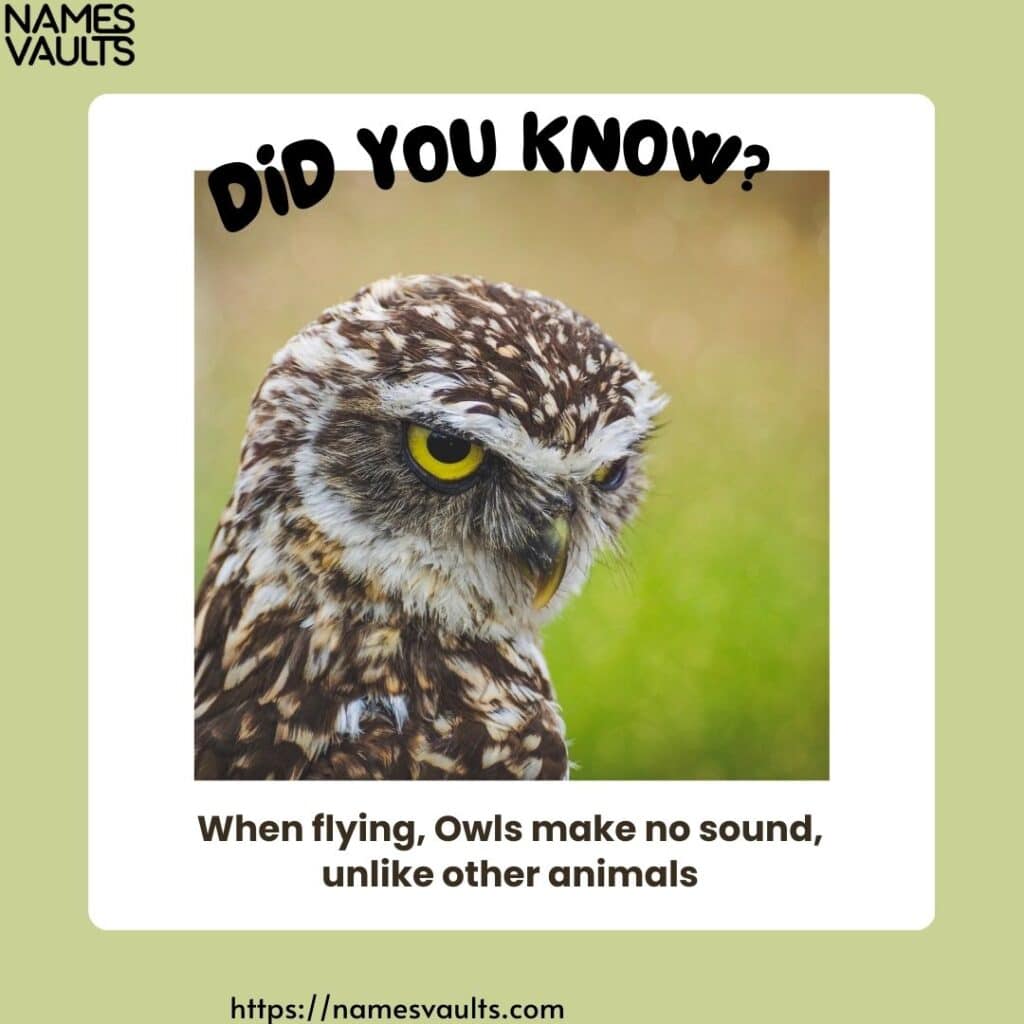 Owl- Did You Know