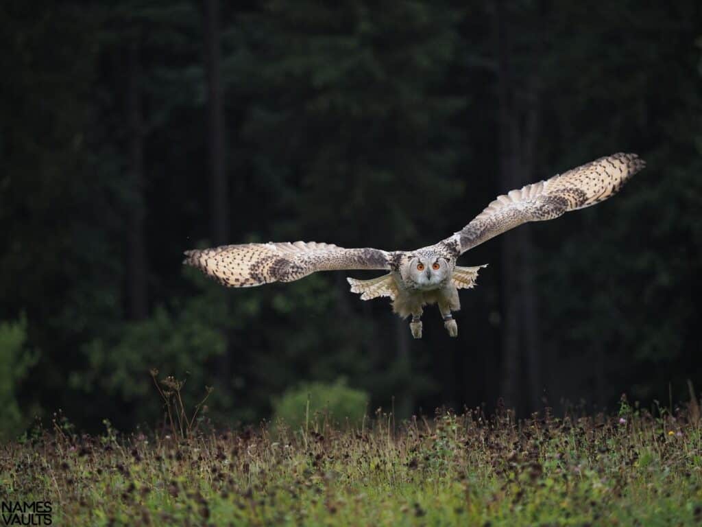 Owl Fly