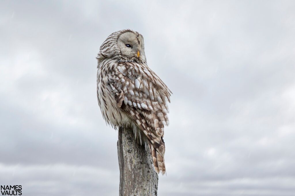 Owl Waiting