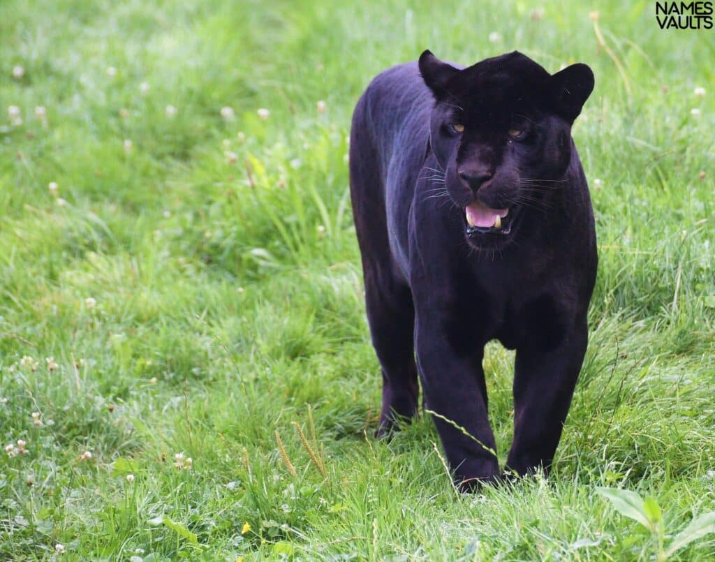 Panther Nature