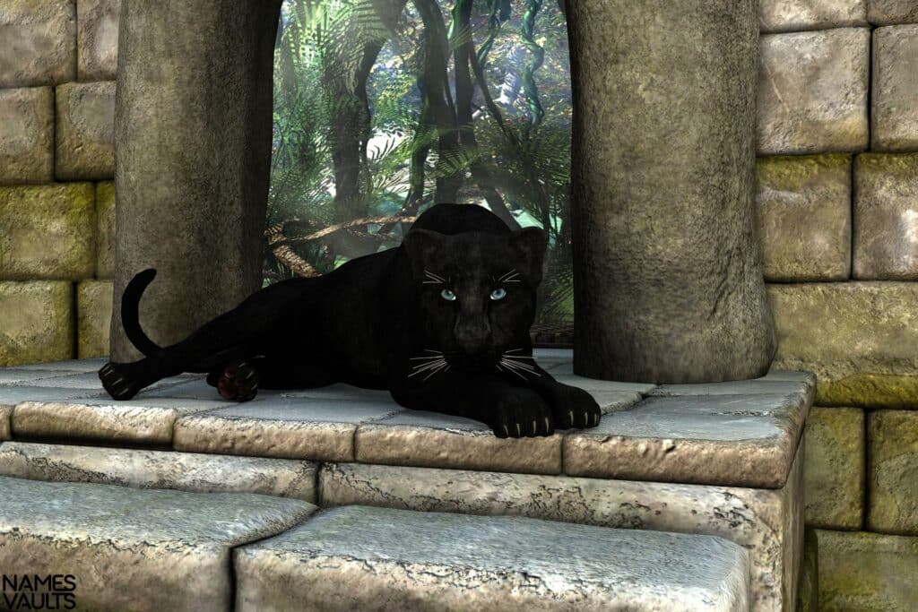 Panther Resting