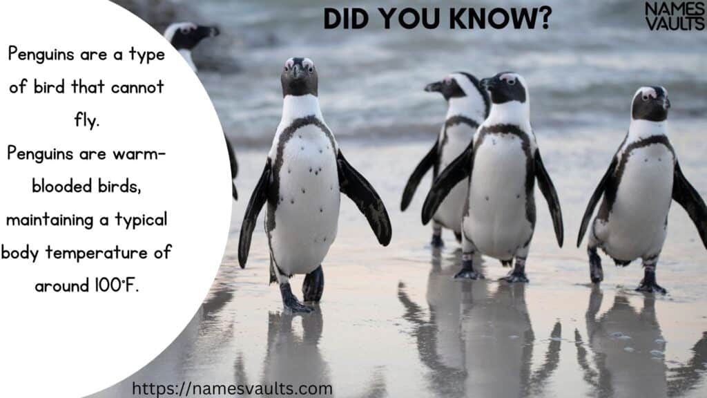 Penguin- Did You Know