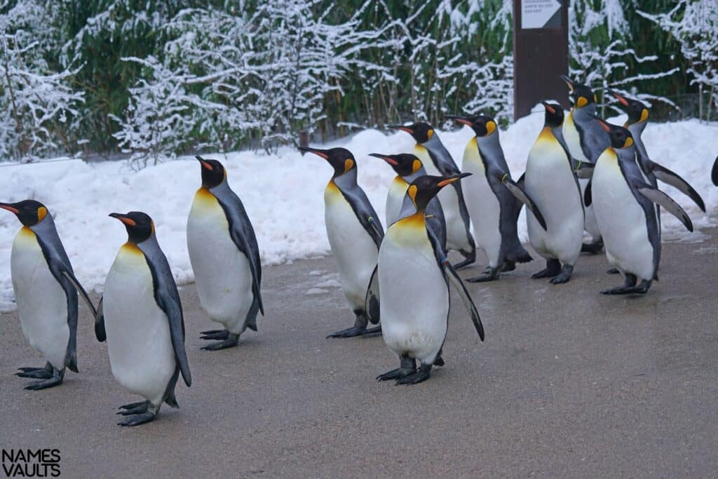 Penguin Family