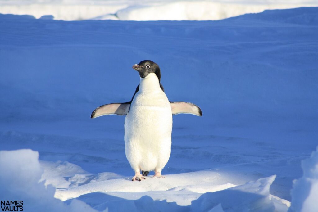 Penguin Ice