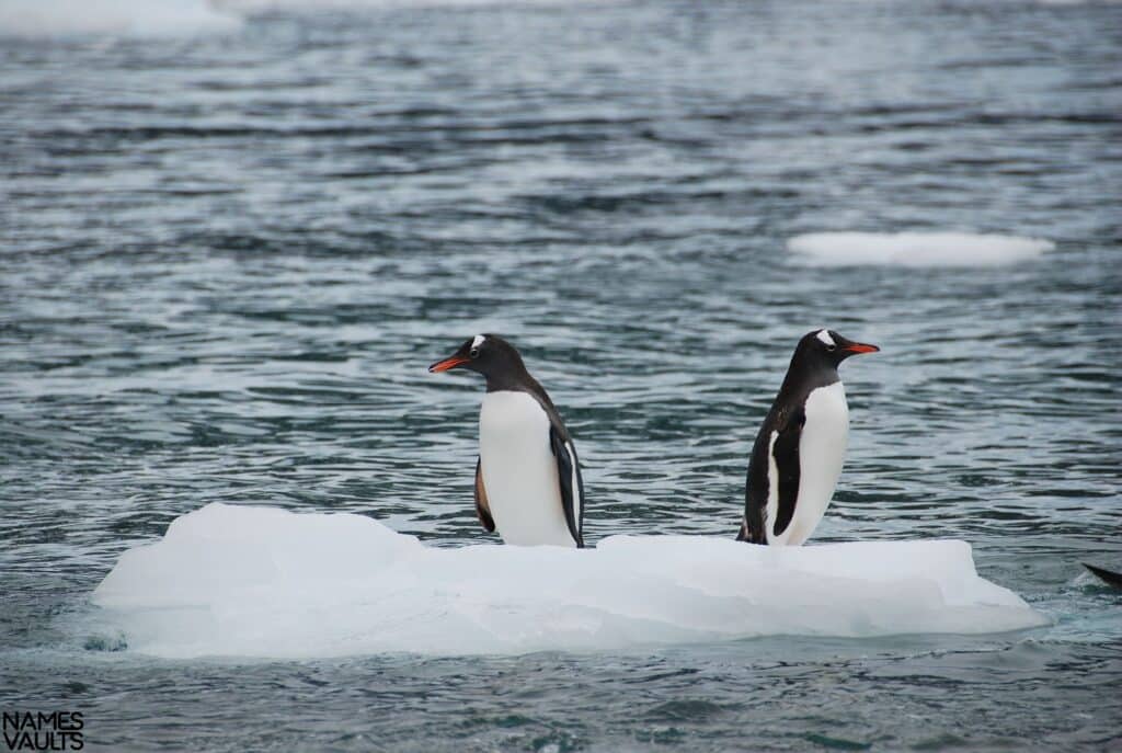 Penguin Ice River