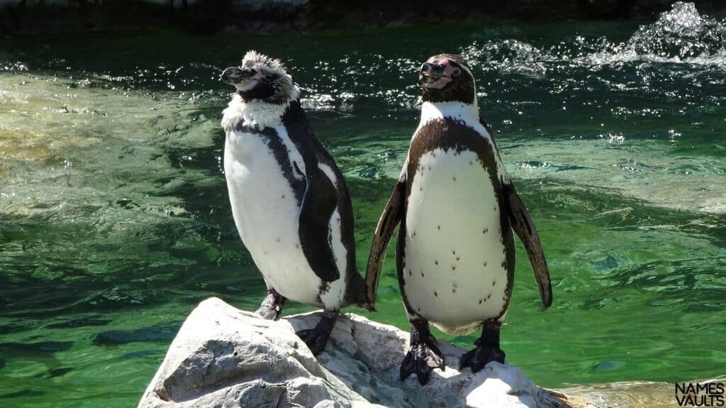 Penguin Twins