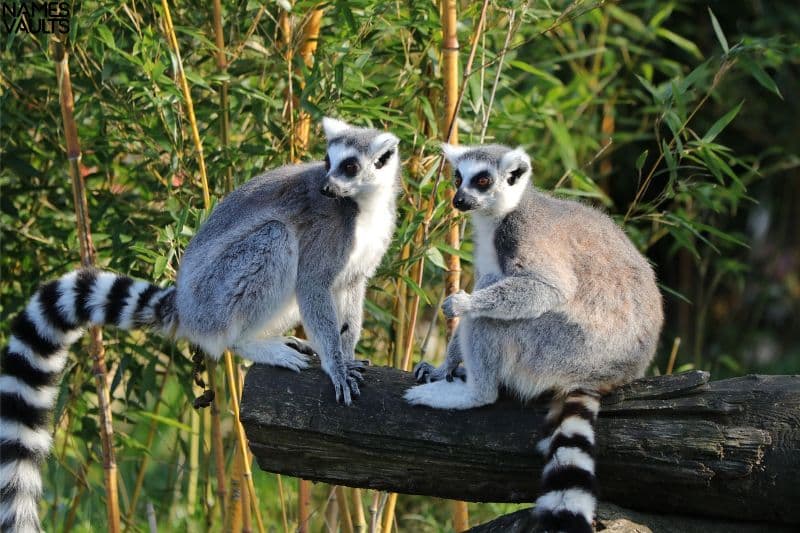 Playful Lemur Names