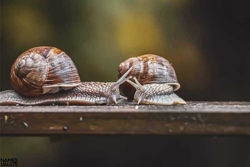 Playful Snail Names