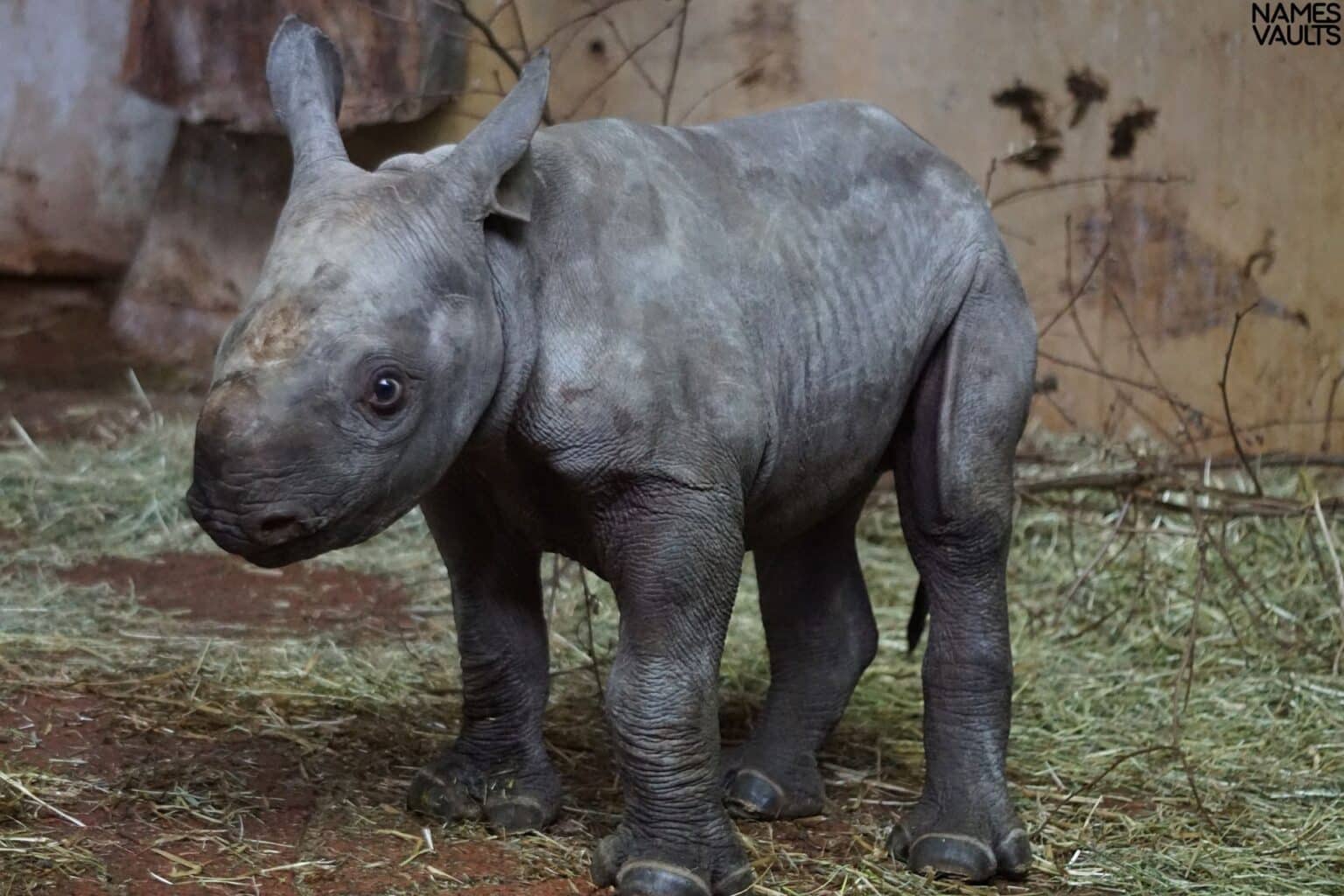 309-funny-unique-rhino-names-with-meaning-names-vaults