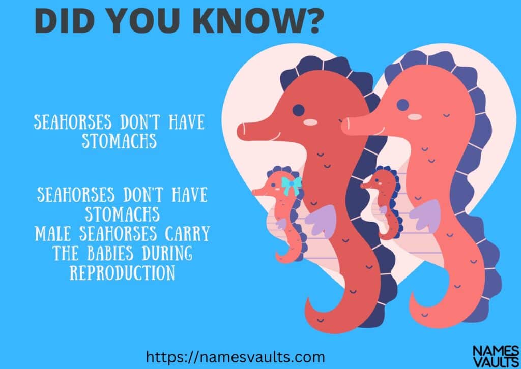 Seahorse-Did You Know