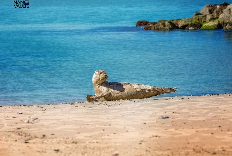 Seal Rest