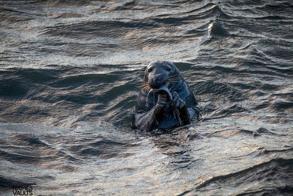 Seal Water