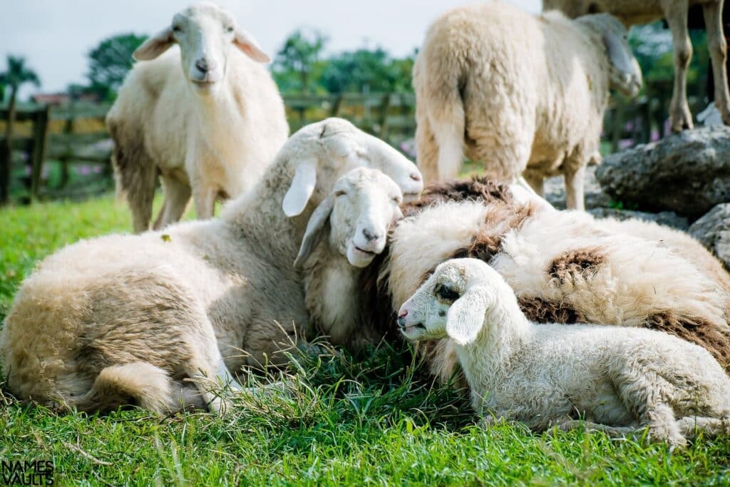 Sheep Resting