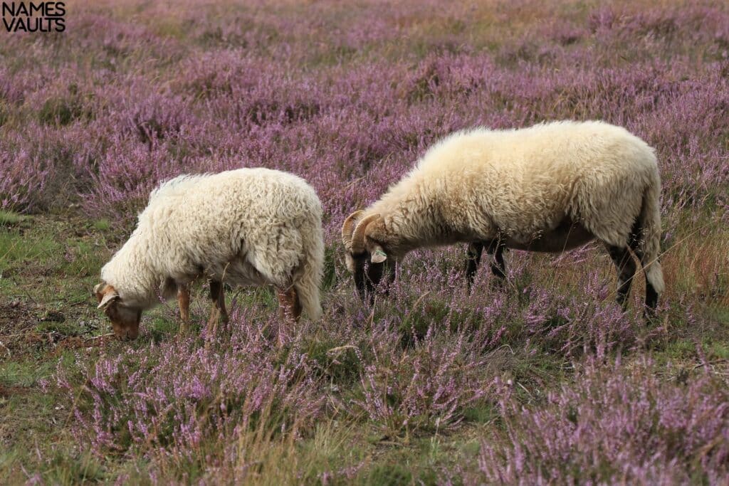 Sheep Twins