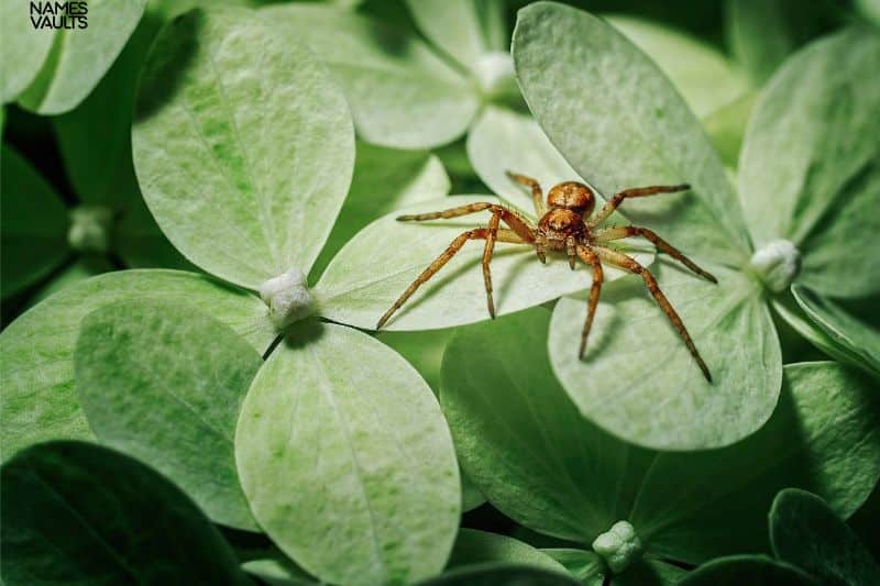 Spider Leaves