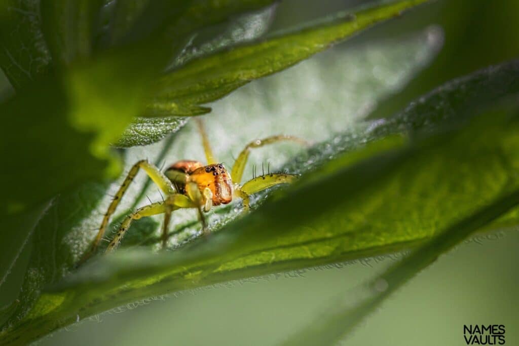 Spider on Nature