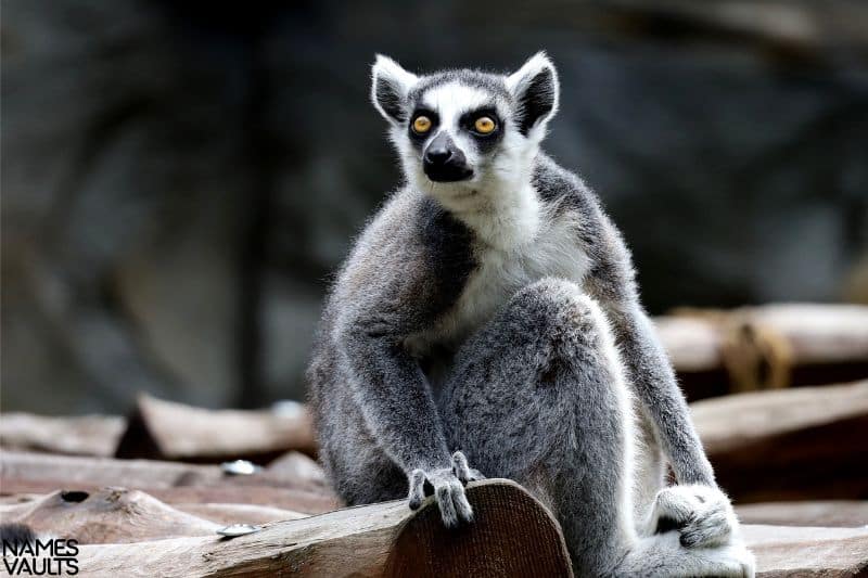 Unique Names for Lemurs