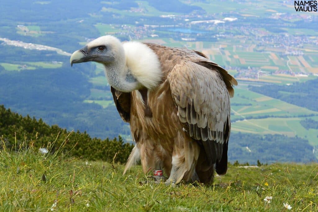 Vultures Alone