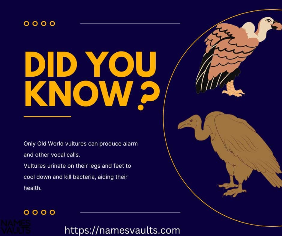 Vultures- Did You Know