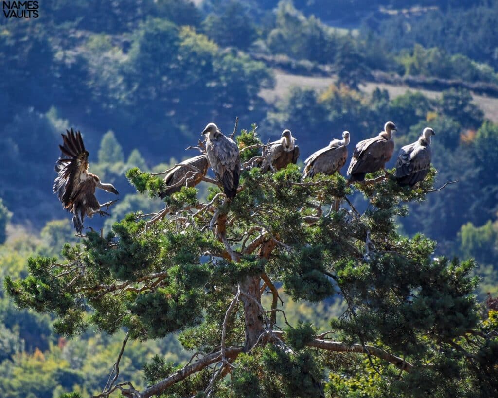 Vultures Family