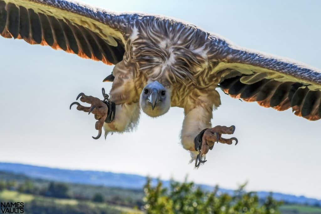 Vultures Flying