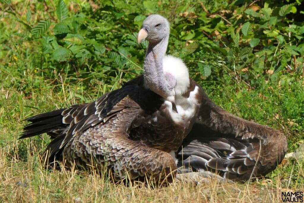 Vultures Garden