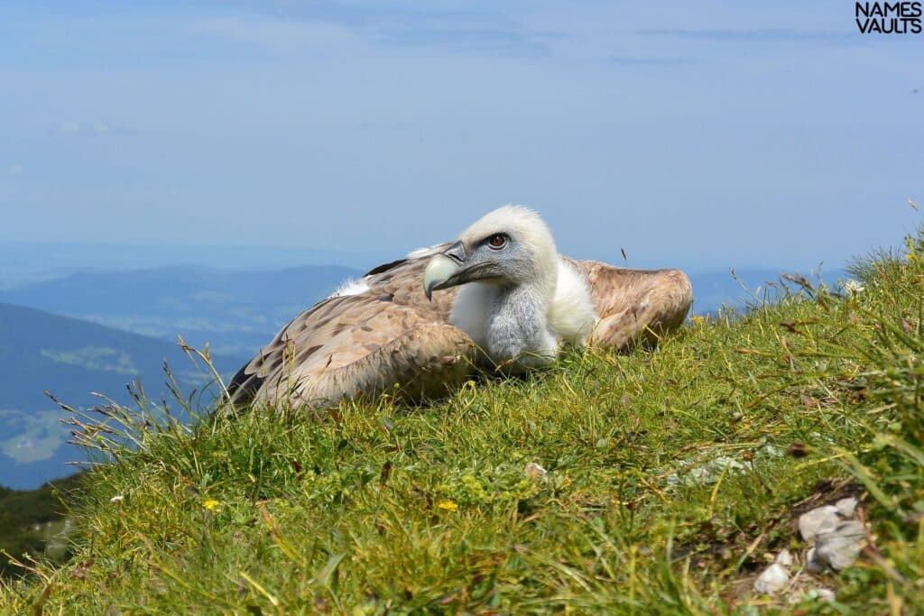 Vultures Nature