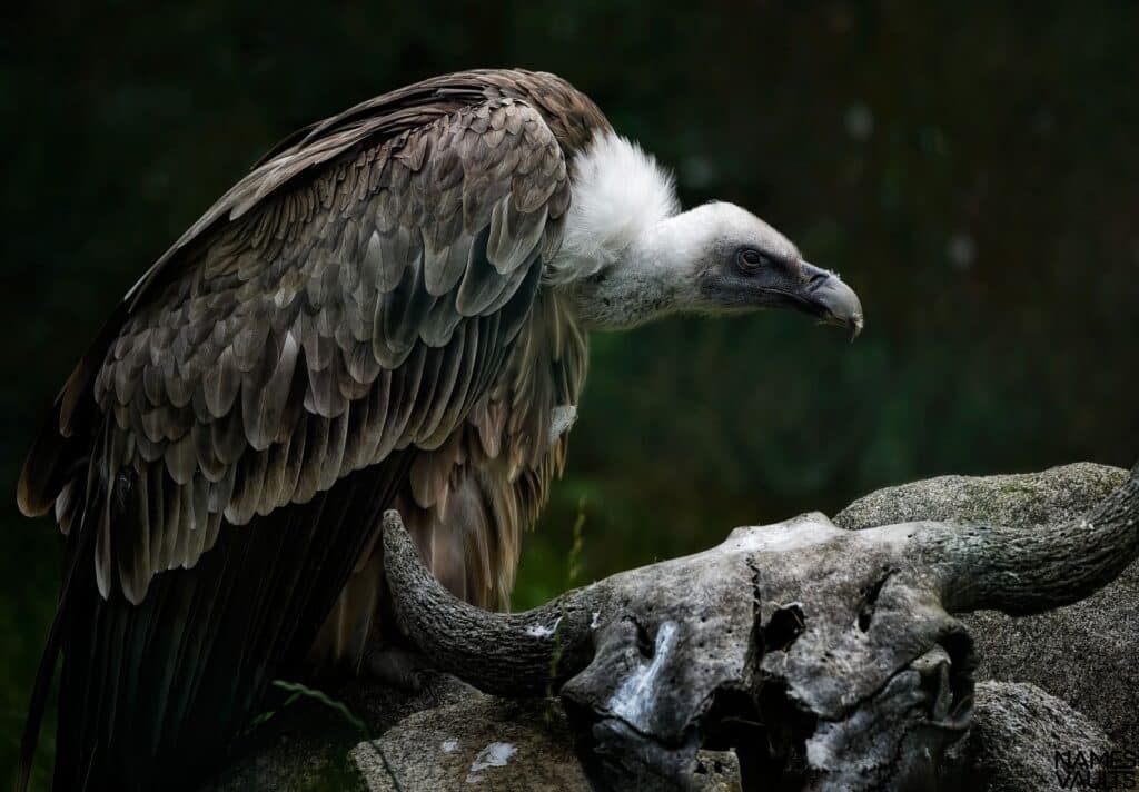 Vultures Stone