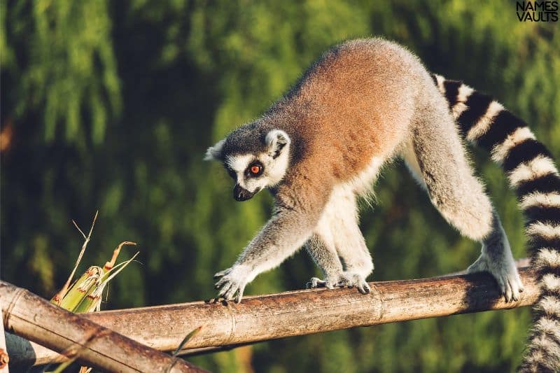 Warrior Lemur Names