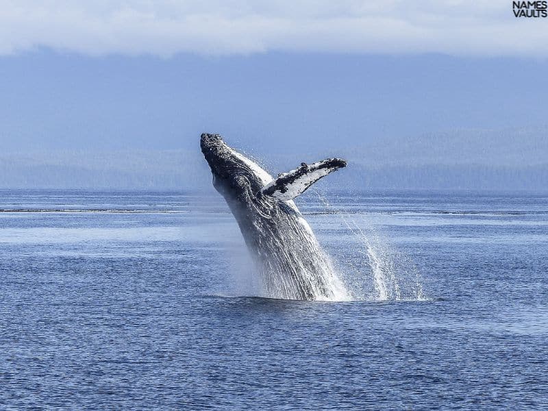 Whale Jump