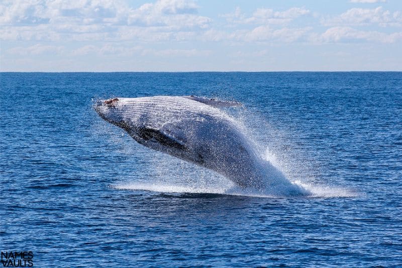 Whale Water